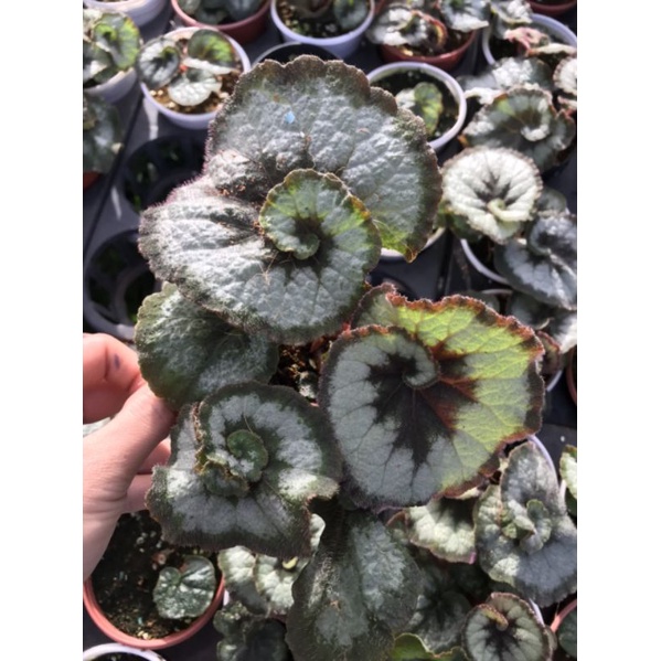 Begonia Escargot - Thu hải đường có phiến lá xoắn ốc độc đáo