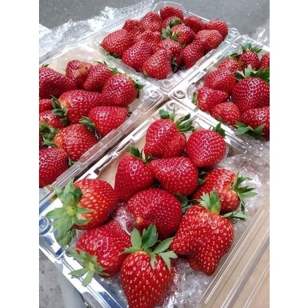 DÂU TÂY HANA MỘC CHÂU - Thế Giới Nông Sản