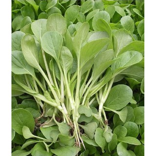 Hạt giống Cải ngọt cọng xanh (20gr)