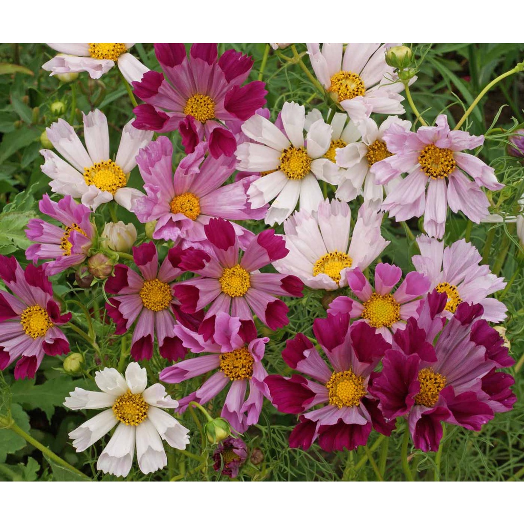 Hạt giống hoa sao nhái loa kèn - cánh bướm mix màu (đỏ, hồng, trắng) đẹp tỷ lệ nảy mầm cao dễ trồng 0.1gr RD870