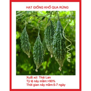HẠT GIỐNG KHỔ QUA RỪNG 10 HẠT
