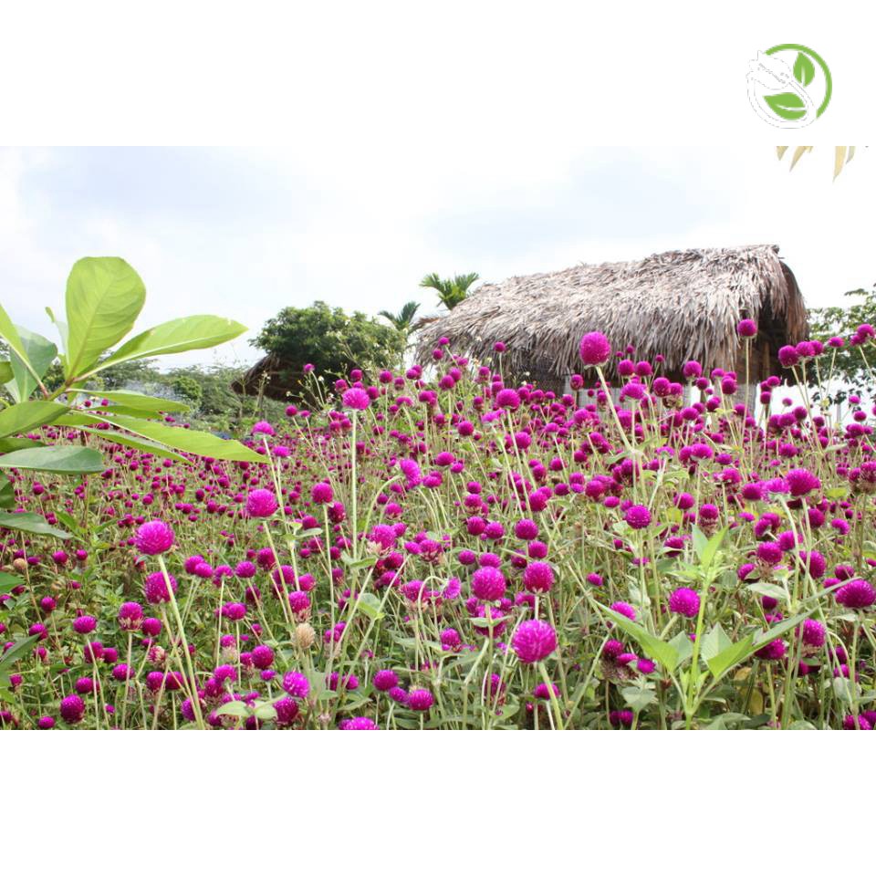 Hạt Giống Hoa Cúc Nút Áo Mix  PN-13 Phú Nông - Gói 0.5g - Strawberry Gomphrena