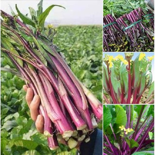 Hạt giống rau cải ngồng đỏ - 1 gói 5gram