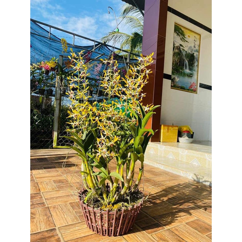 Denrro nắng tre vàng lưỡi đỏ thơm