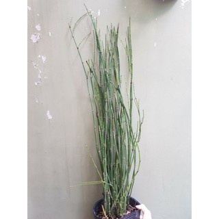 Cây Thiền Trúc