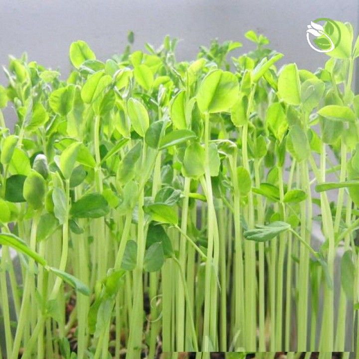 Hạt Giống Mầm Đậu Hà Lan Phú Nông - Gói Lớn 1kg