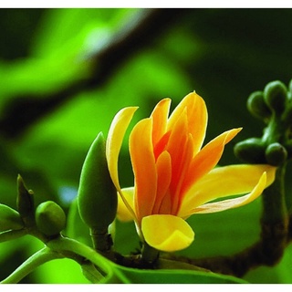 Cây giống hoa Ngọc lan