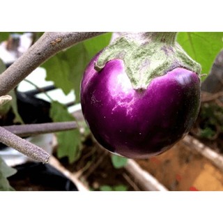 Hạt giống CÀ BÁT TÍM LAI F1