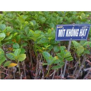 Cây giống mít không hạt