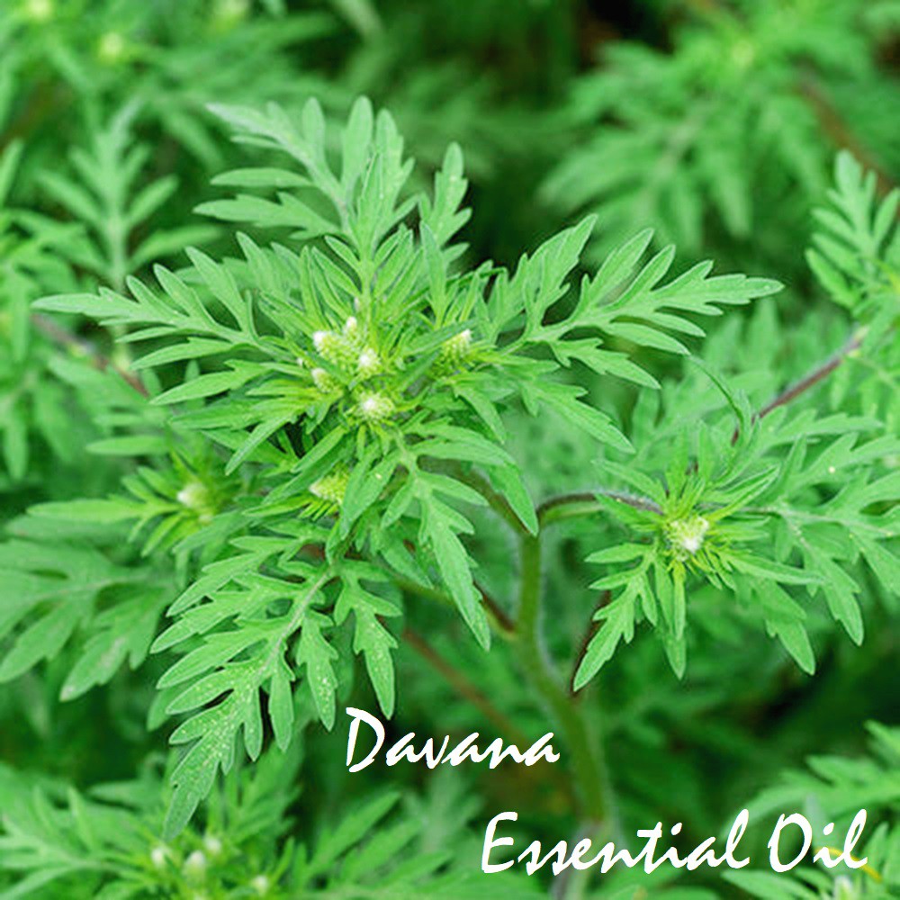 Tinh dầu Davana Essential Oil (Dhavanam)
