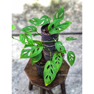 Trầu bà lỗ | Monstera adasonii