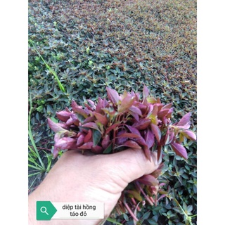 Cây thủy sinh diệp tài hồng táo đỏ