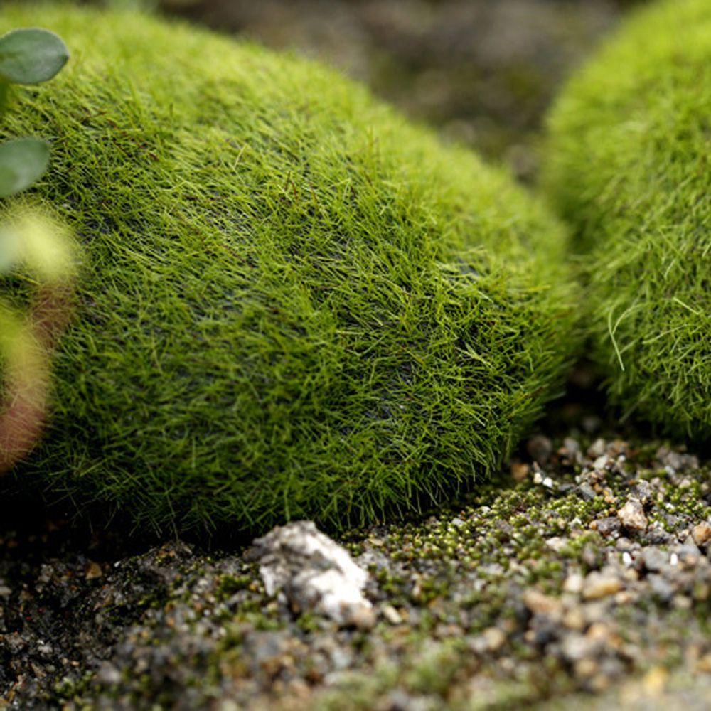 Rêu Nhân Tạo Trang Trí Nội Thất Đẹp Mắt|Thảm Lót Sàn Trang Trí Nhà Cửa