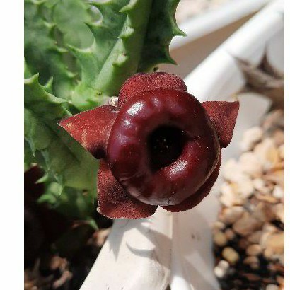 Sao biển Huernia hybrid "Korat crimson"