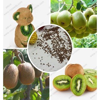 hạt giống Kiwi trồng chậu