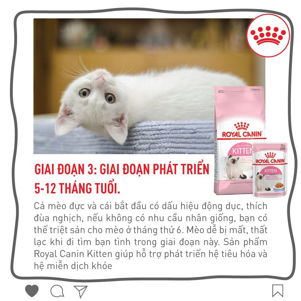 Hạt cho mèo nhỏ Royal canin kitten 2kg, thức ăn khô mèo con sơ sinh dưới 12 tháng tuổi Con Mèo Xiêm