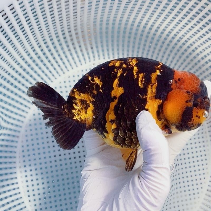 Cám tảo CSranchu protein 56%,bột tảo xoắn Spirulina 7%, hạt 2mm 500gram