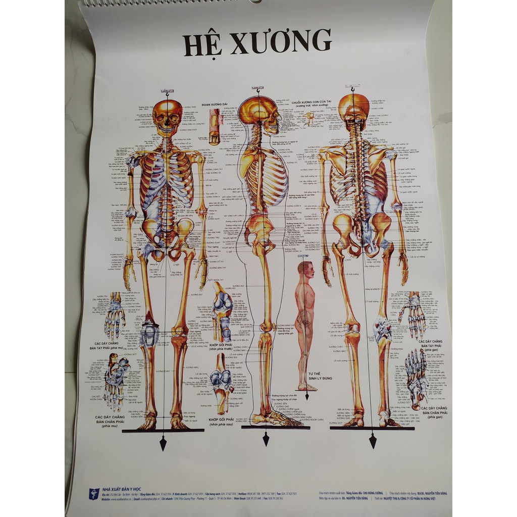 Bộ 13 tranh giải phẫu các hệ cơ quan trong cơ thể người- Nhà xuất bản y học- rõ nét- sinh động- kích thước 50cmx70cm