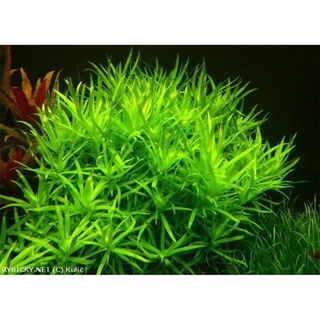 Cây thuỷ sinh tiểu trúc diệp - 20k/ 10 ngọn