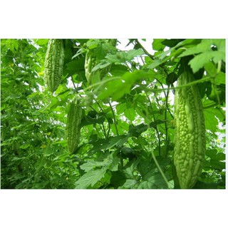 Hạt giống mướp đắng - Khổ qua mỡ ( Gói 10 Hạt ) - Knseeds4