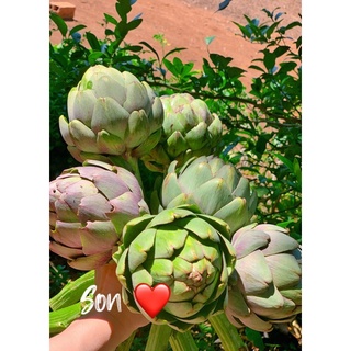 Hoa atiso-đặc sản Đà Lạt, nhà trồng không thuốc, mát ruột, bổ gan, đẹp da dùng được cả bà bầu, trẻ nhỏ