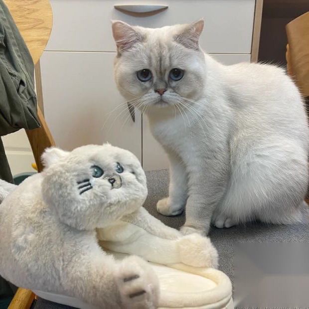 Dép Bông Mang Trong Nhà Họa Tiết Mèo Con Đáng Yêu Hot Trend Dành Cho Nam Nữ 2022 Giaydepvyvy