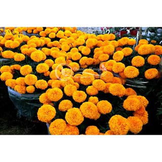 Hạt giống vạn thọ thái cao lỡ cổ lùn Cửu Long 32 Asenta Sài Gòn gói 1g