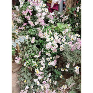 Cây giống cúc họa mi kép