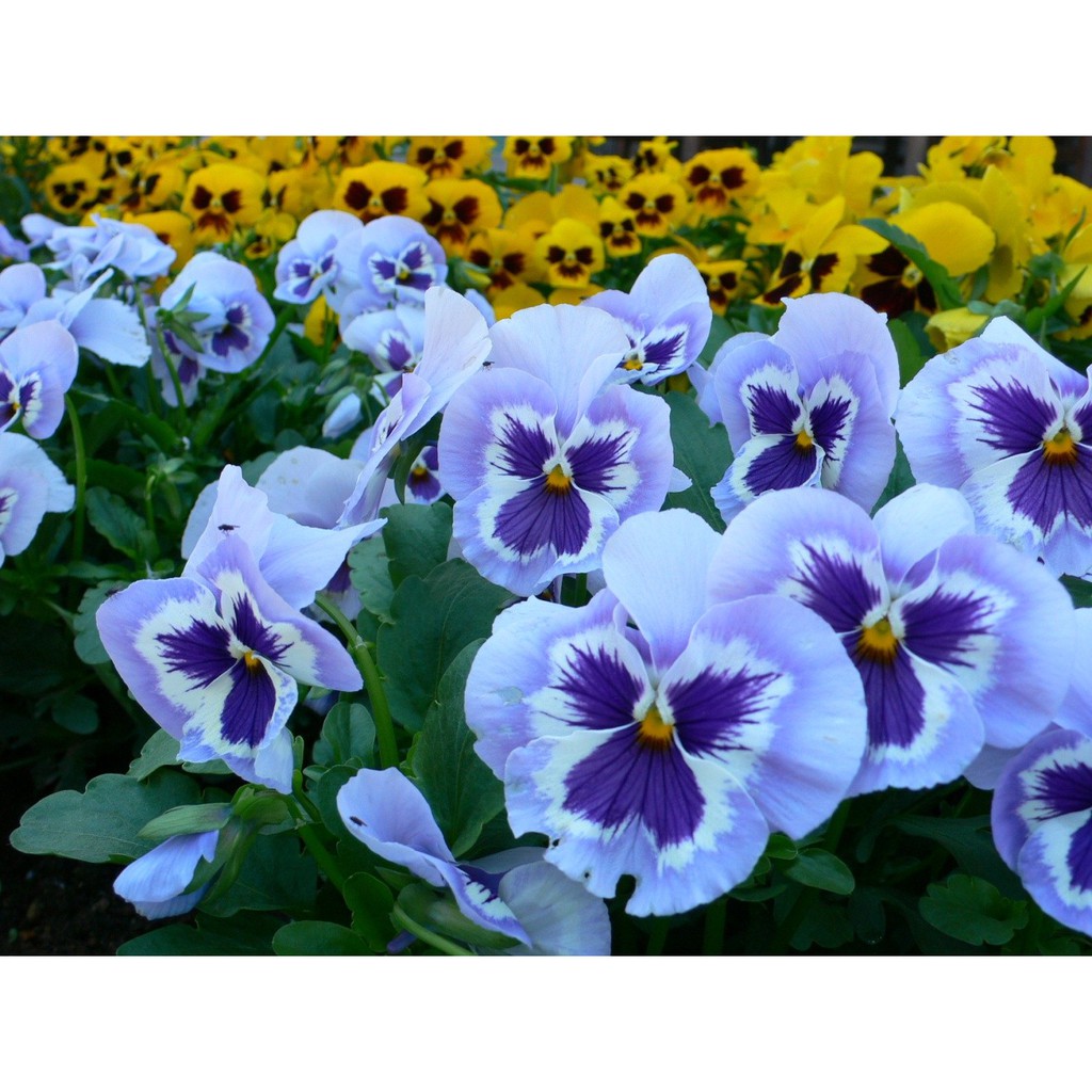 Hạt giống hoa Pansy (Viola)