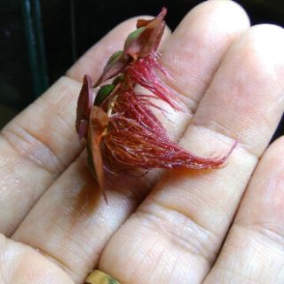 Bèo rễ đỏ thủy sinh
