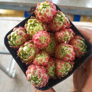 Sen đá phật bà Mẫu 1