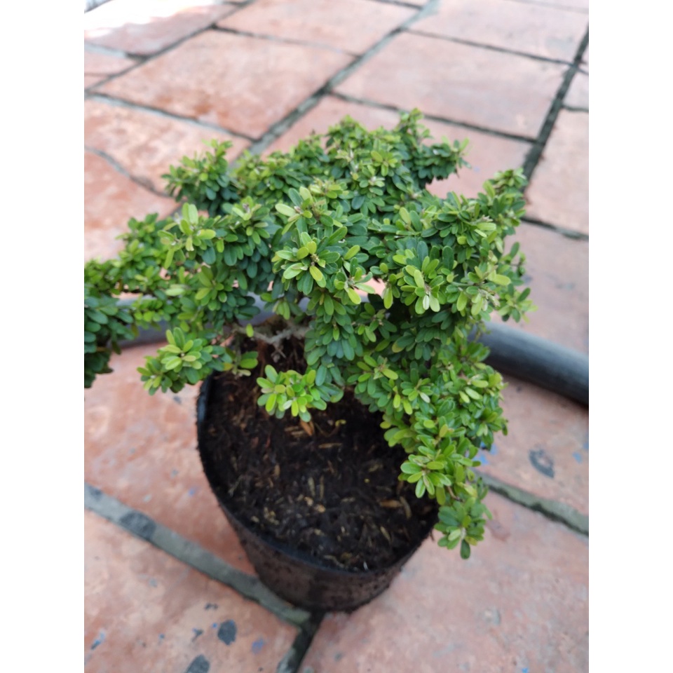 Cây Linh Sam Bonsai - cây cảnh bonsai