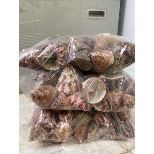 VỎ ỐC NÓN MIX