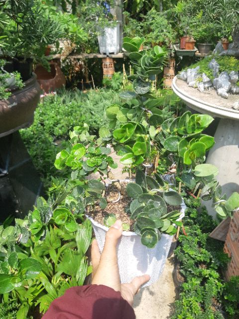 Cây siro Đài Loan bonsai TẶNG CHẬU