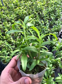 Hoa lan giả hạc, phi điệp VN235