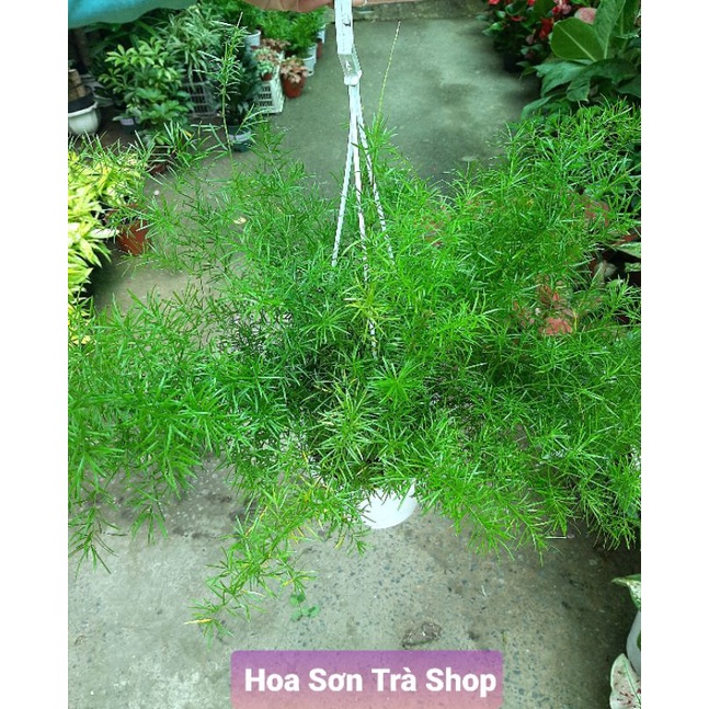 (Quận 8 - chỉ Hỏa tốc) Cây THIÊN MÔN.