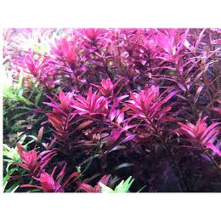 Vảy ốc đỏ (Rotala Đỏ)