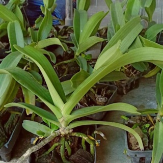 Phong lan đai châu cỡ trung