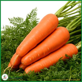 Hạt giống Carrot F1 BILBO TN 425