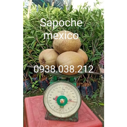 CÂY SAPOCHE MEXICO / HỒNG XIÊM MEXICO