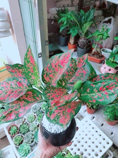 Chậu cây vạn lộc