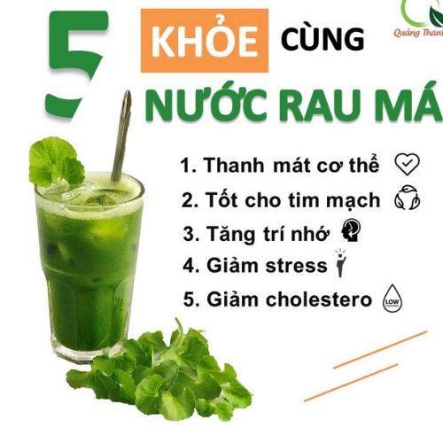 Bột Rau Má Nguyên Chất Uống Liền Quảng Thanh Hộp 15 Túi (Không Đường)