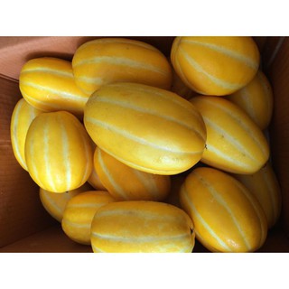 [HOT] Hạt giống dưa lê Hàn Quốc