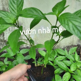 Cây lá cẩm tím giống nhật 1 bầu 2 cây