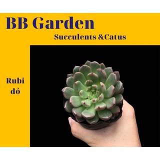 Sen đá rubi đỏ