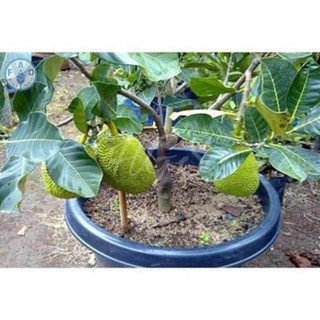 Cây Giống Mít Dai (MÍT NA)