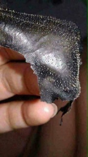 Gel lột mụn đầu đen than hoạt tính