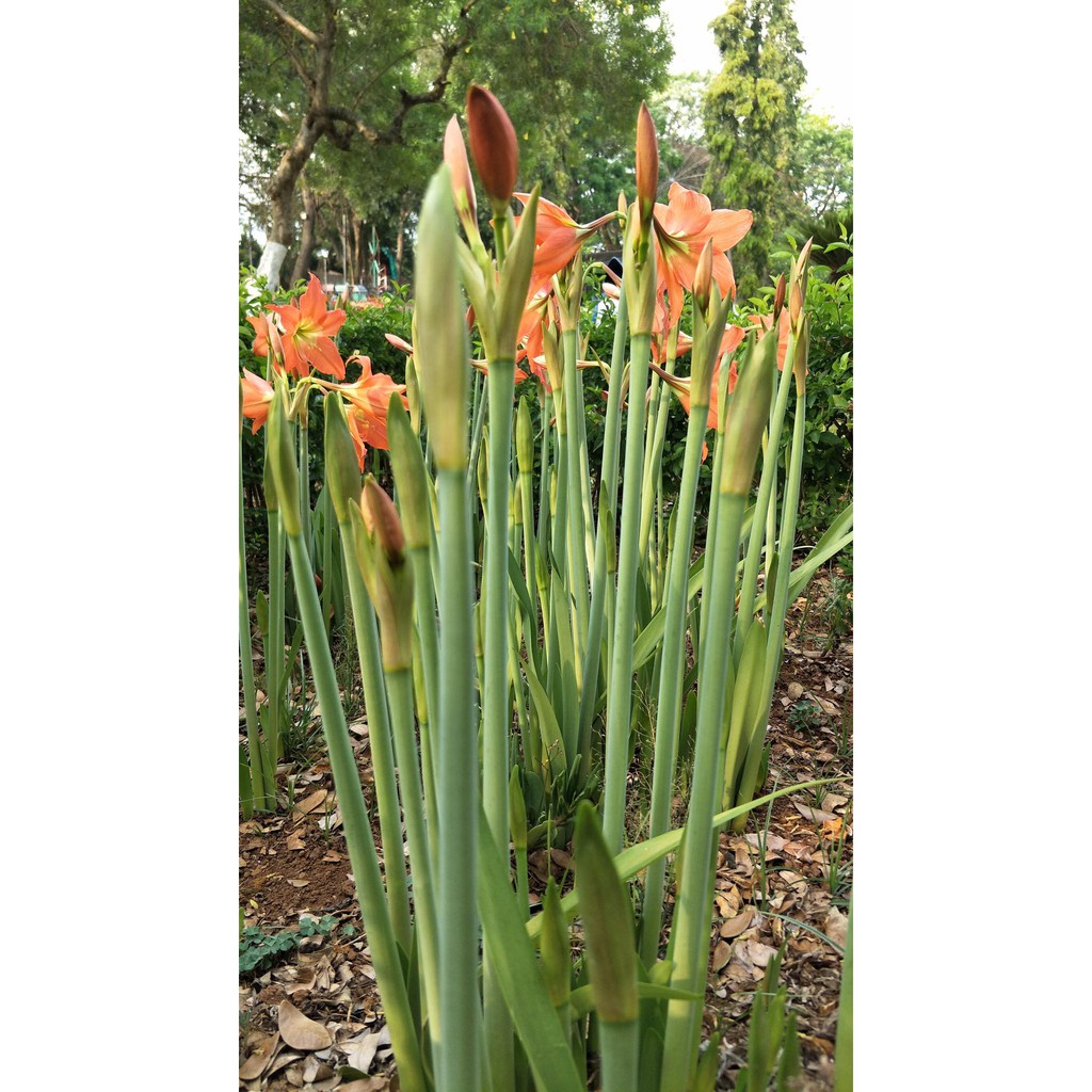 CỦ LAN HUỆ CAM DẠI CỰC KUTE  - 1 CỦ