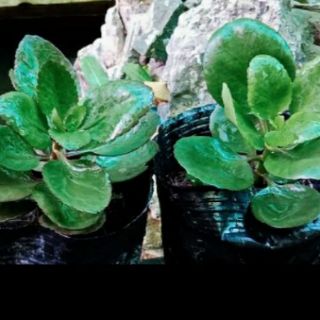 Hoa sống đời đơn hoa đỏ (Chỉ giao miền bắc)