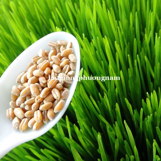 100GR - HẠT GIỐNG LÚA MẠCH (LÚA MÌ / CỎ MÈO) PHƯƠNG NAM